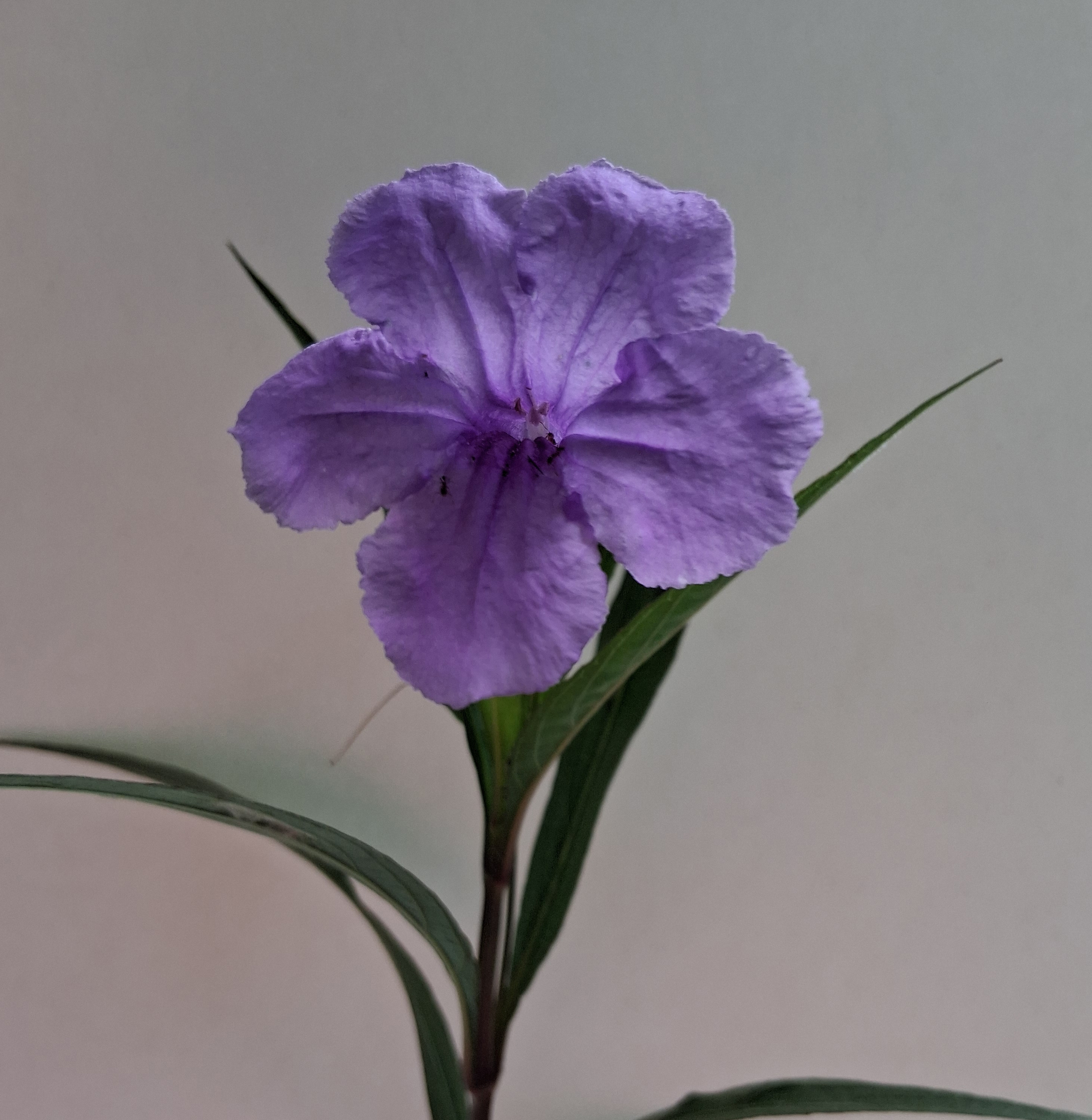 Petunia